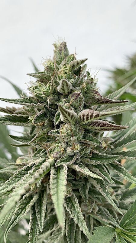 Humboldt Pound Cake cannabis plant photo