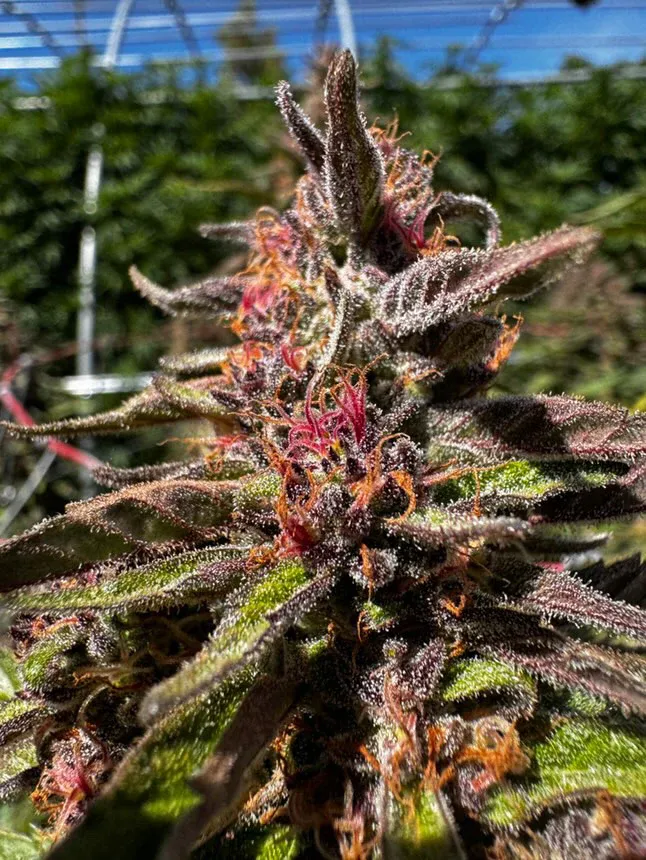 Seed Collective Huckleberry Hill - Paradise Pine Feminized