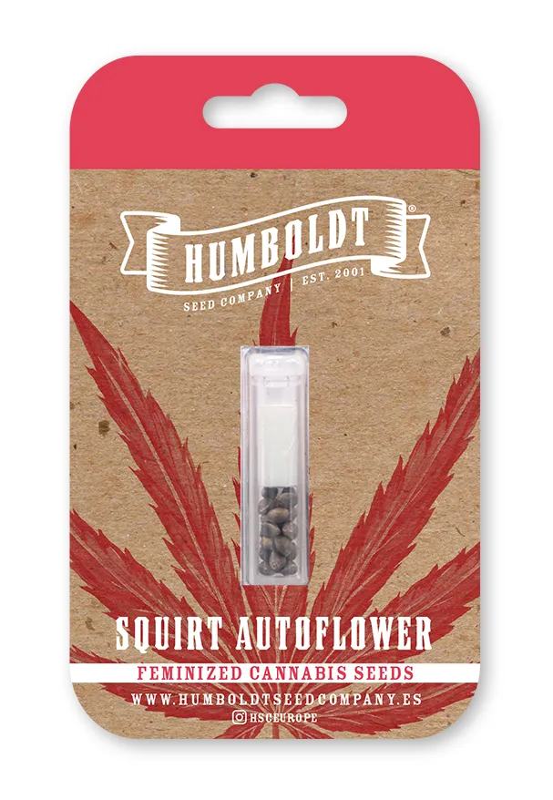 Squirt Autoflower feminized cannabis seed pack