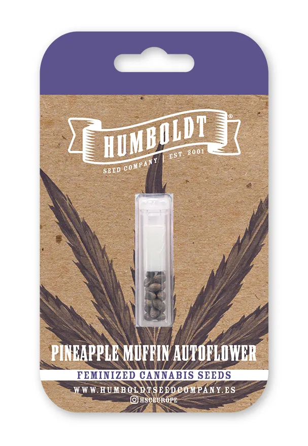 Pineapple Muffin Autoflower feminized cannabis seed pack