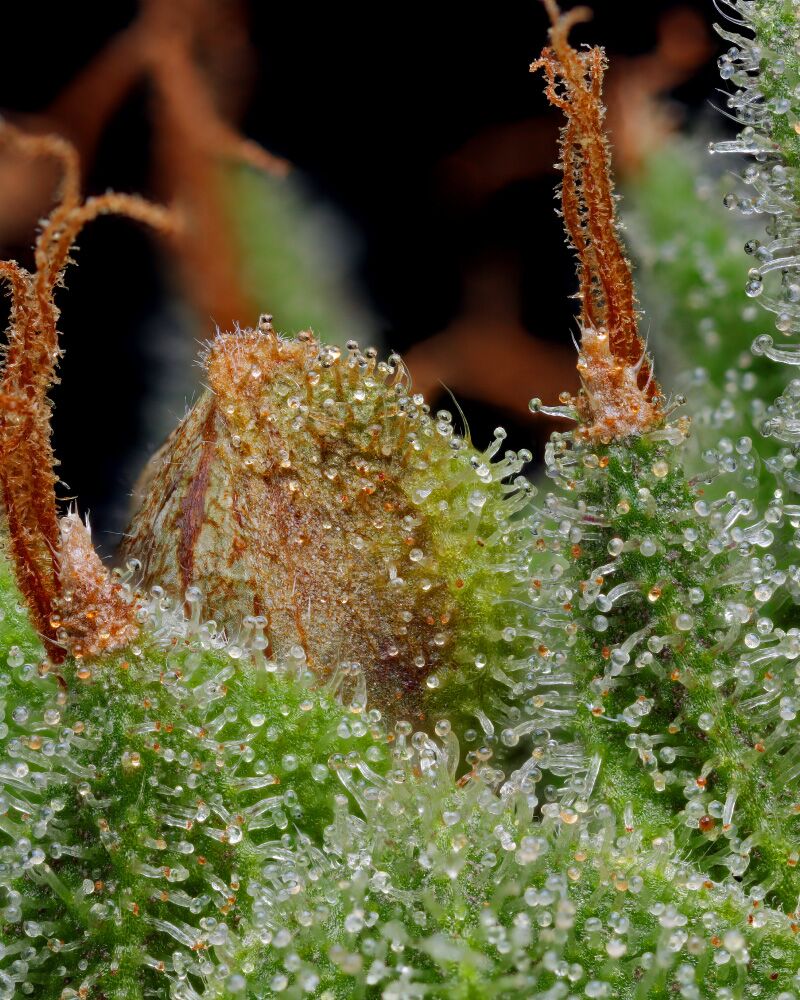 Blueberry Muffin , une variété de cannabis Blueberry Muffin
