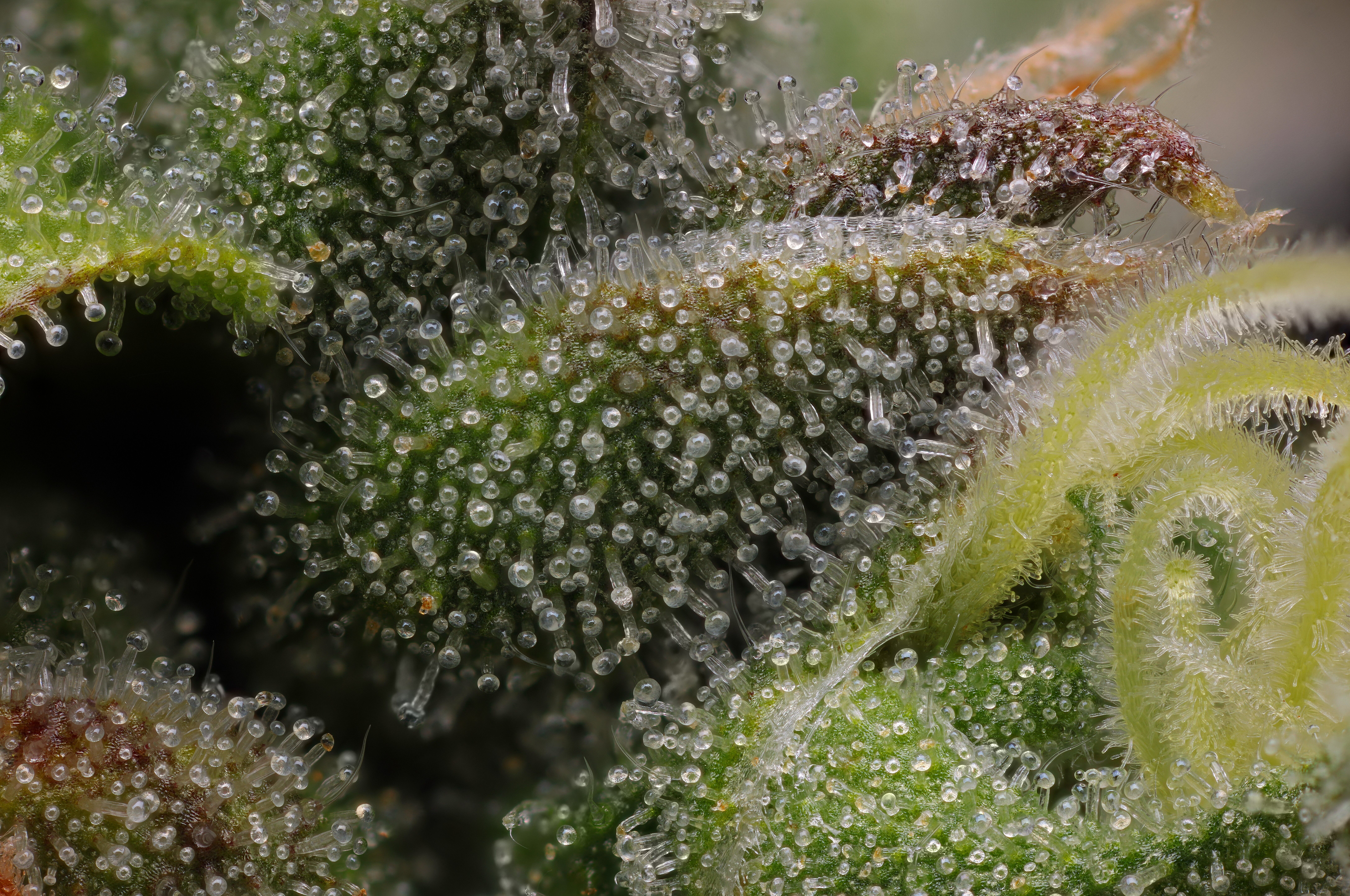 Vanilla Frosting close up cannabis strain