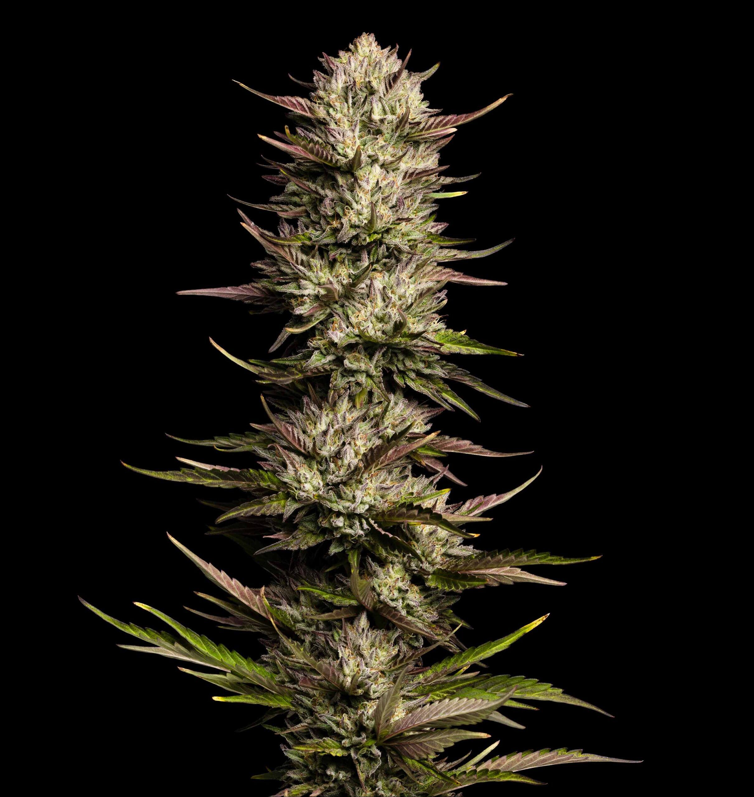 Foto de una planta de cannabis California Octane con cogollos densos.