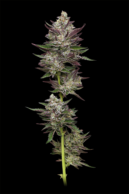 Planta de cannabis Vanilla Créme Pie Vista de 360 grados