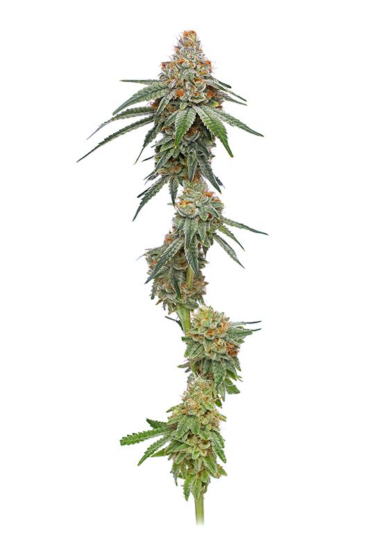 Pineapple Upside Down Cake cannabis plant photography large cola without background