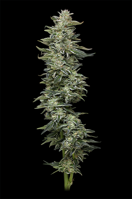 Nutter Budder cannabis plant photo 360 view