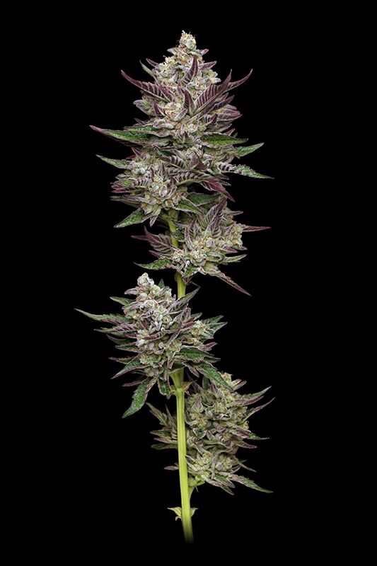 Planta de cannabis Vanilla Créme Pie con la cola superior sobre fondo negro.
