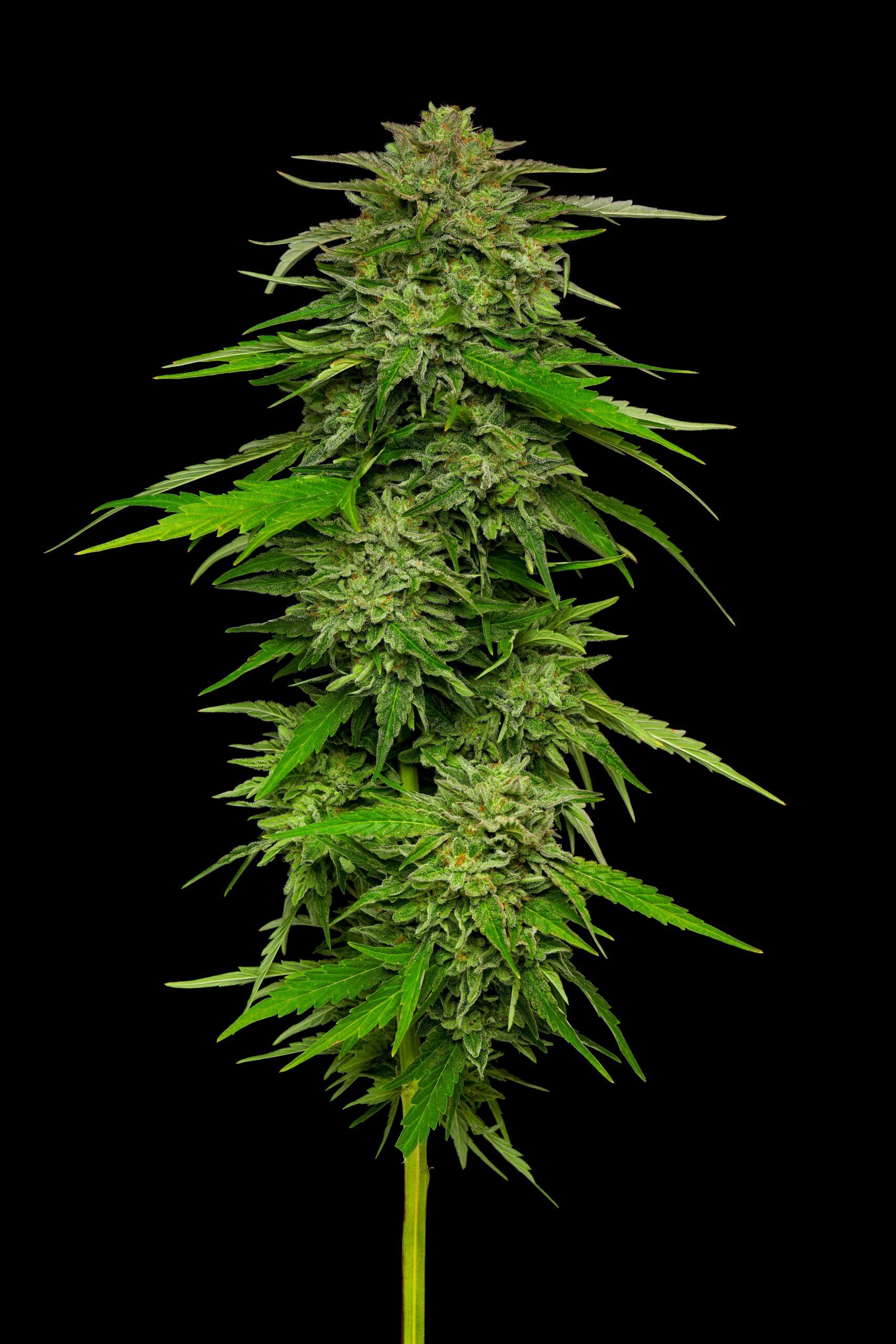 Mango Sherbert cannabis plant photo top cola