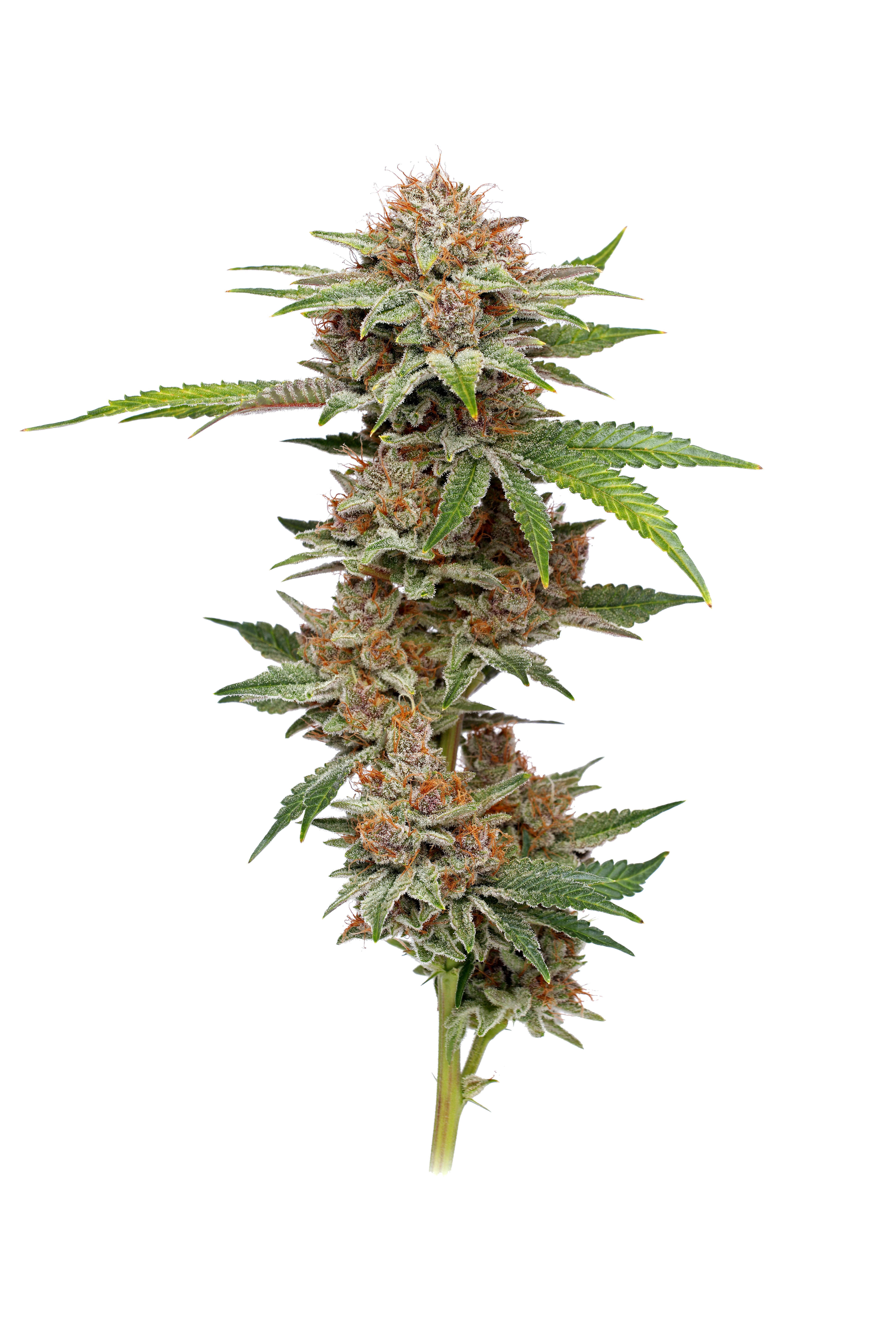Photo d'une plante Blueberry Muffin