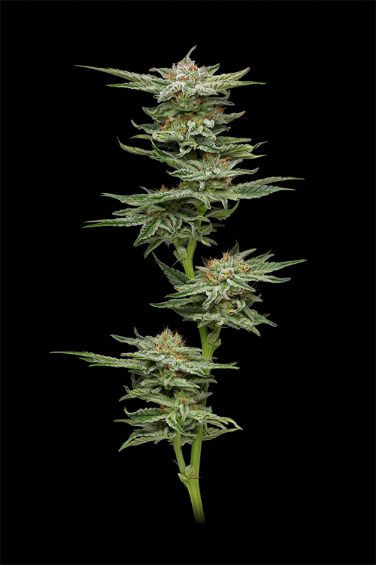 Blueberry Muffin 360 vue de la plante de cannabis