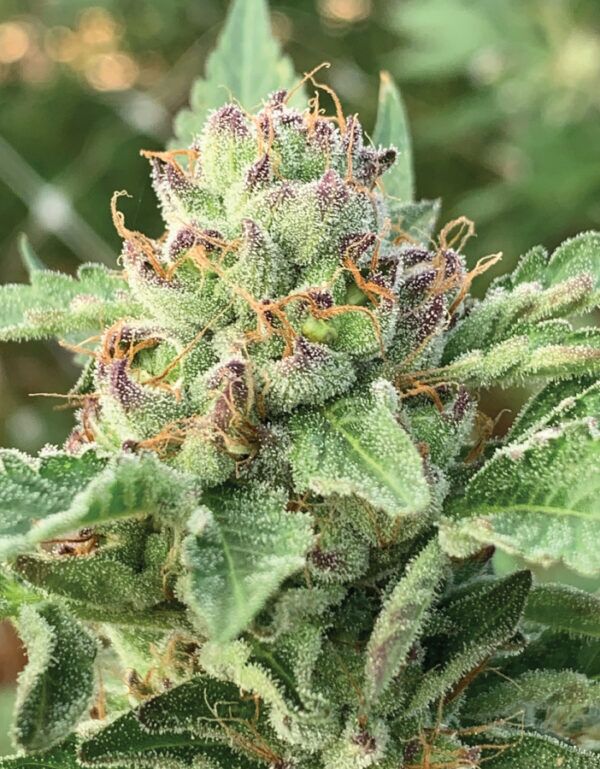 Foto de la planta de Apple Blossom