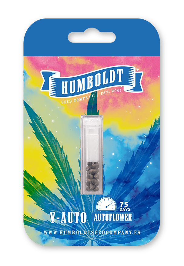 V-Auto Autoflower-Samen