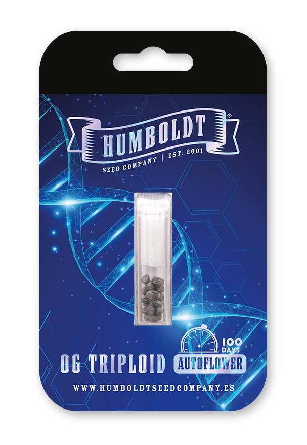 OG Triploid Autoflower Samen – Bild 3