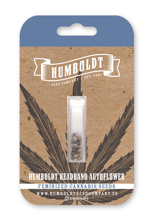 Humboldt Headband Autoflower Seeds - Image 2