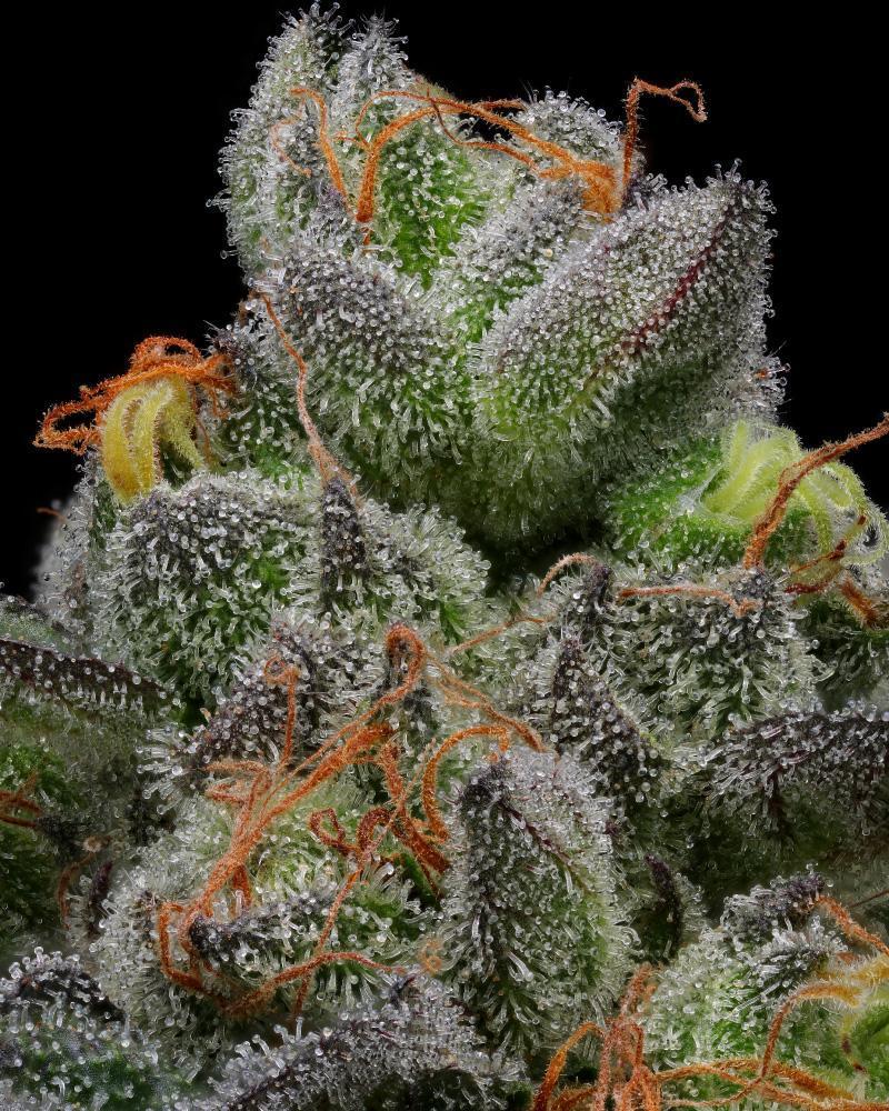 California Cream Autoflower Seeds