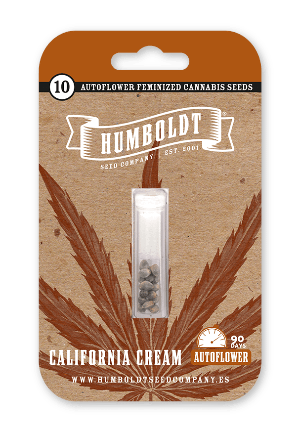 California Cream Autoflower Seeds - Image 2