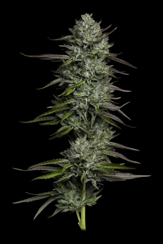 Bob Marley Redemption Indica – Bild 2