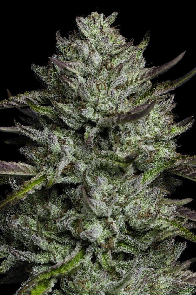 Bob Marley Redemption Indica