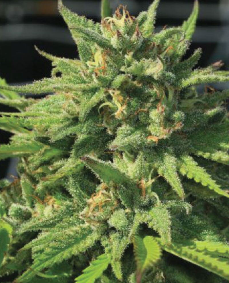 Bigfoot Glue